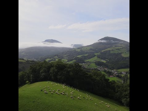 Charger la vidéo : Filet de Truite des Pyrénées à l'huile d'olive et citron