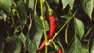 Rencontre avec Christian Lafourcade, producteur de piments doux à Lahonce