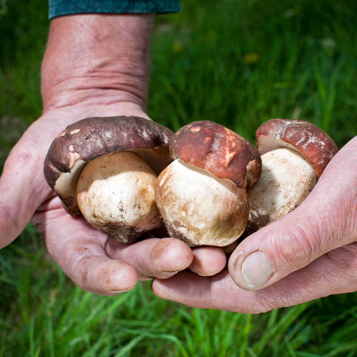 La cueillette des Cèpes
